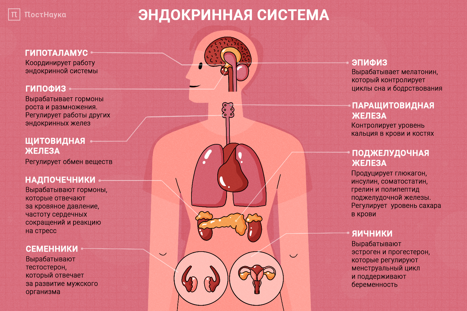 активизирующую работу пищеварительных ферментов (97) фото